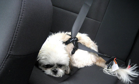 Seat Belt